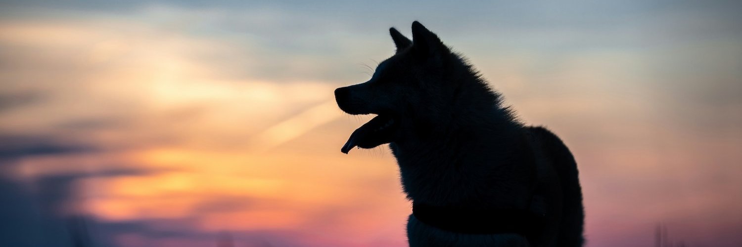 DogMomBlogx's profile banner image