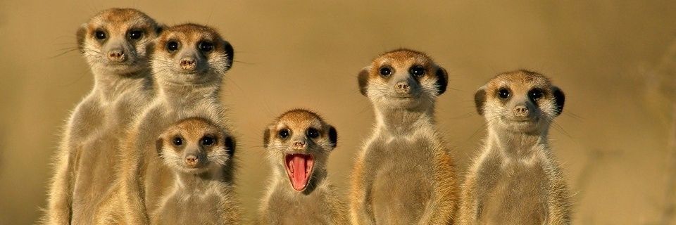 koke_noki's profile banner image