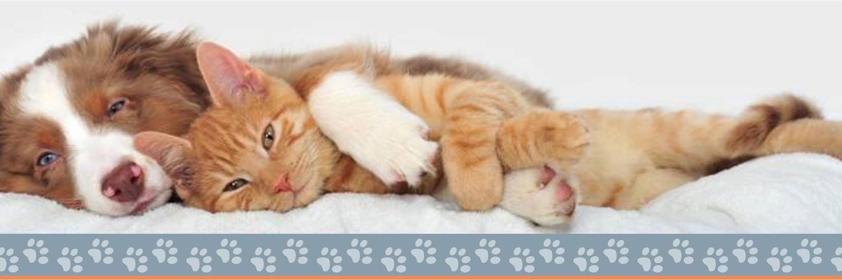 animalsfriends_'s profile banner image