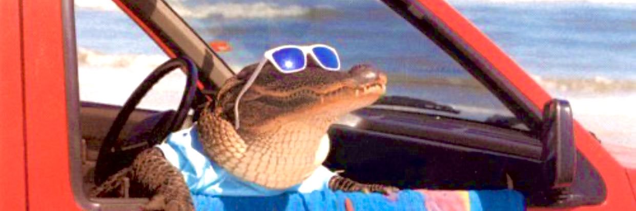 Paco 🇰🇭🦍 banner