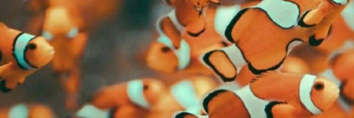 beatriz_anna3's profile banner image