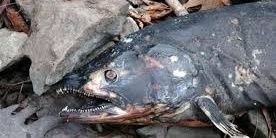 UndeadSalmon's profile banner image