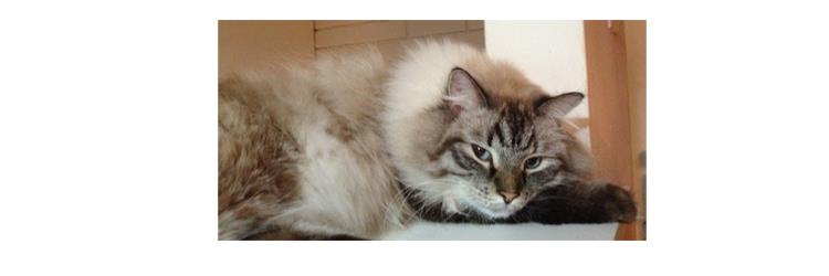 _momentarypaws's profile banner image