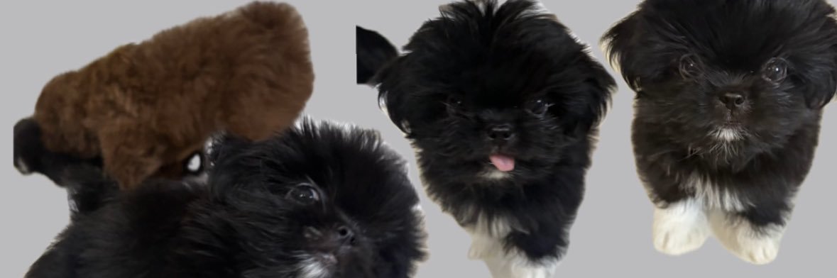 Praaaanz's profile banner image