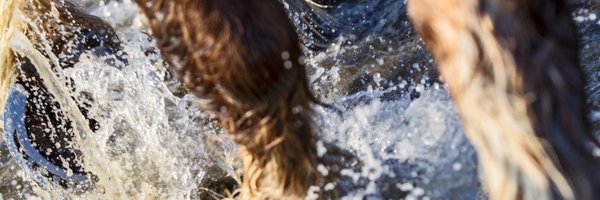 Bitpaarden Profile Banner