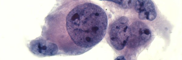 oreoimc Profile Banner