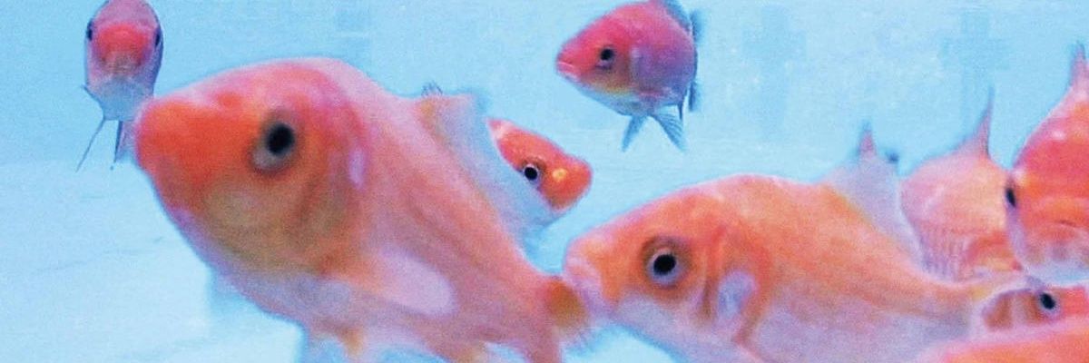 jadeandtheworld's profile banner image