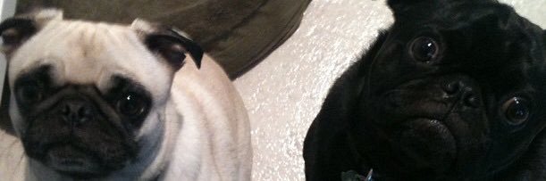 chaotic_webs's profile banner image