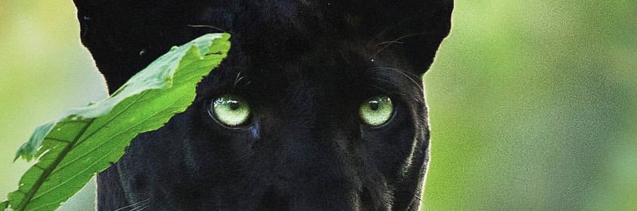 foxyforreal's profile banner image