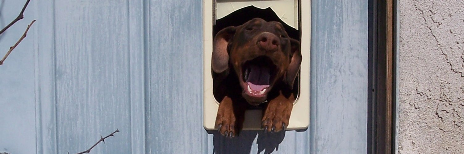 DobermanNation's profile banner image