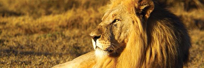 Site Southern Africa banner