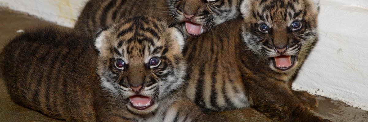 tigersarecool67's profile banner image
