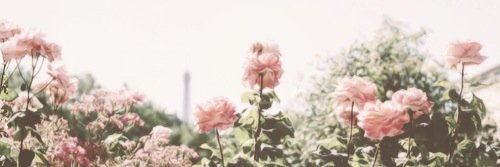 taengpxl's profile banner image