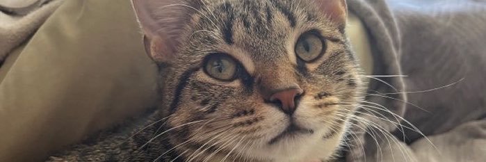 azrameleeek's profile banner image