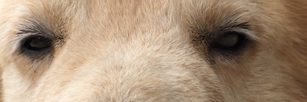 ChenlingTer's profile banner image