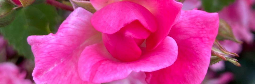 岩瀬まり【松戸市議会議員】🌹 banner