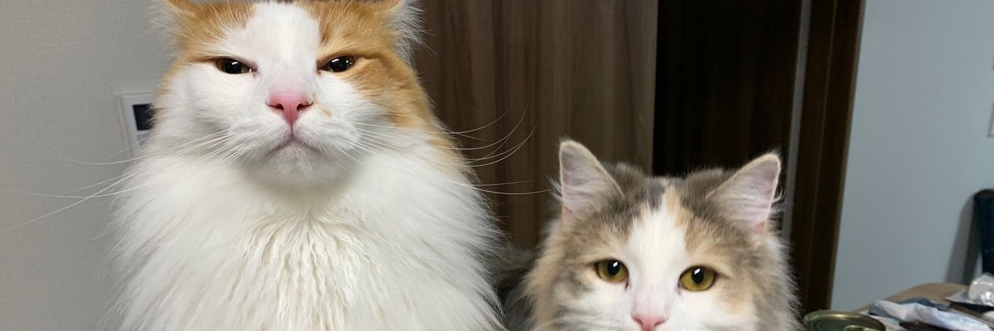 yyukkicchi's profile banner image