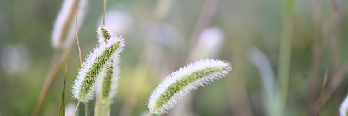 Lucas Matheus banner