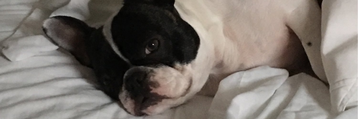 belladafrenchie's profile banner image