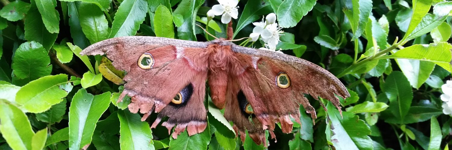 Isabelle Fallu banner
