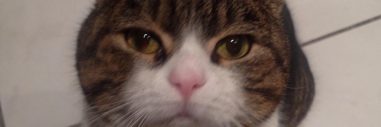 ms_willow's profile banner image