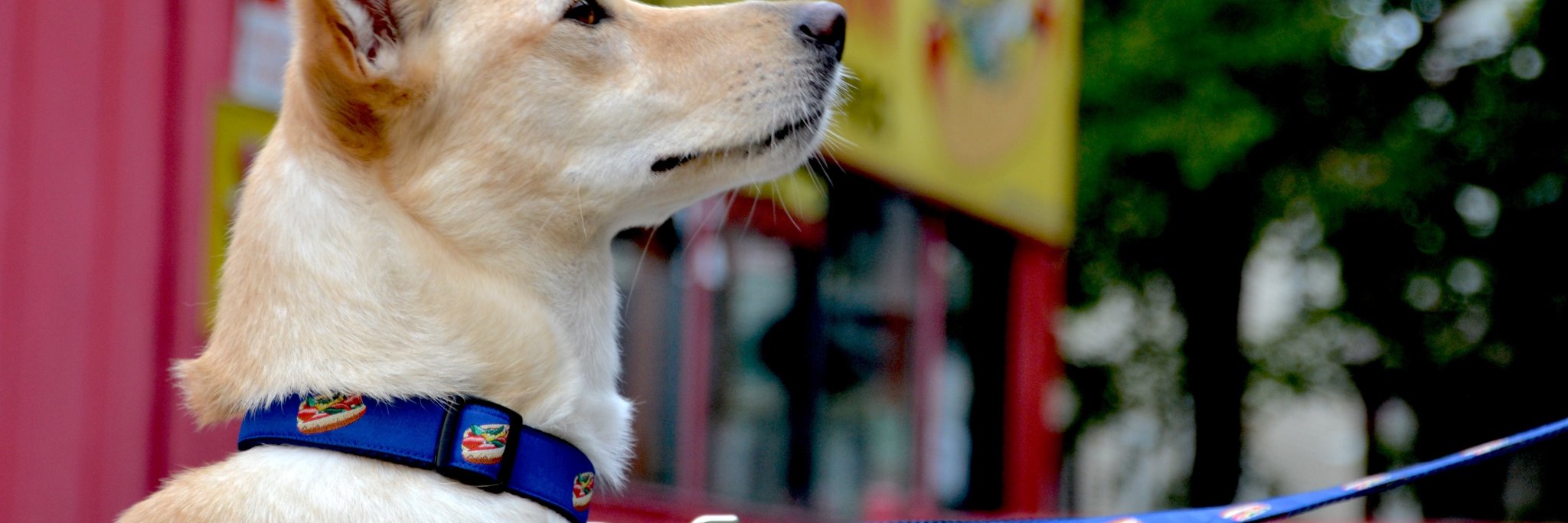 sixpointpet's profile banner image
