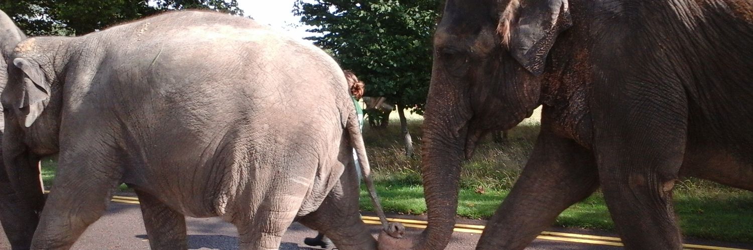 Gullible's Travels. banner