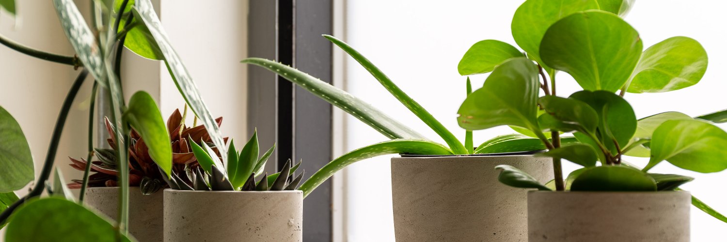ThePlantLondon's profile banner image