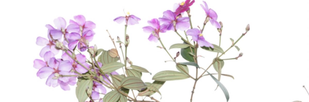 _Utopia__'s profile banner image
