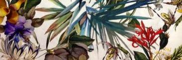Stradabella's profile banner image