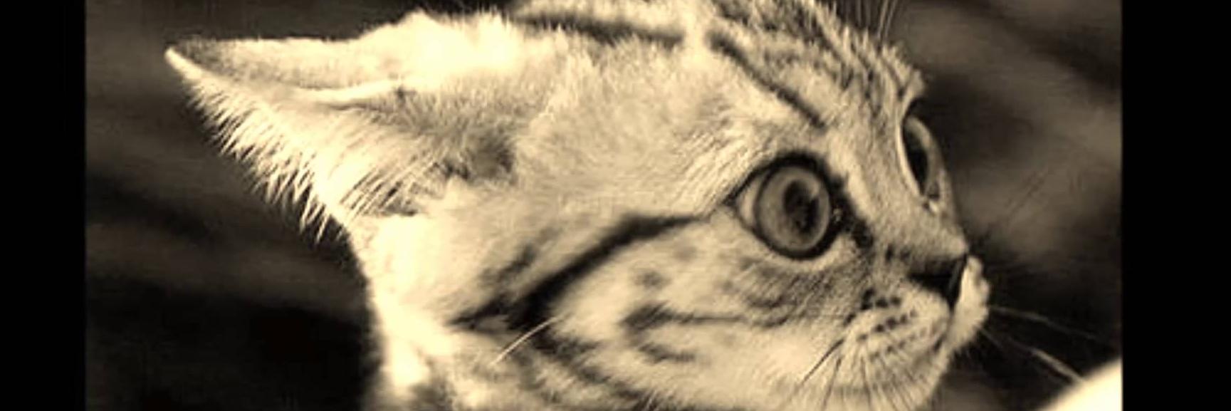 Michelle Azevedo banner