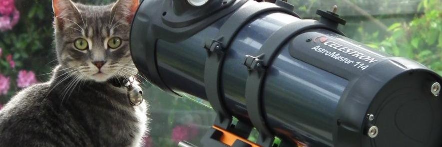 FourPawsDoors banner