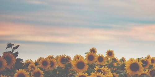 misoliveira_mi's profile banner image
