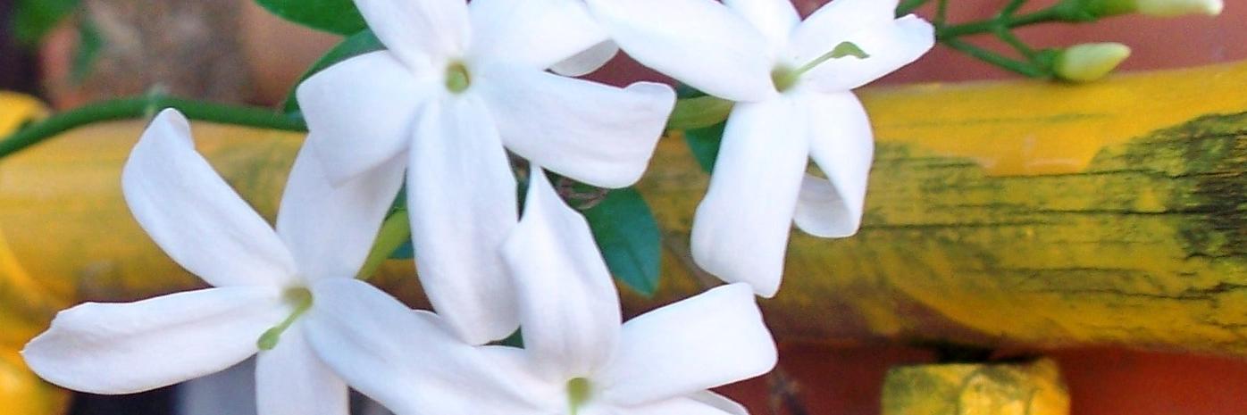 malibu1957's profile banner image