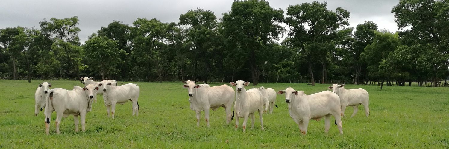 Daniel  Vasconsellos banner