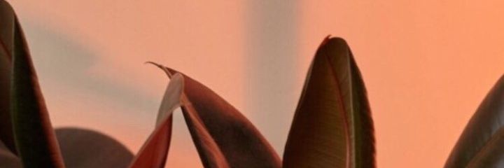 mldnisaaa's profile banner image