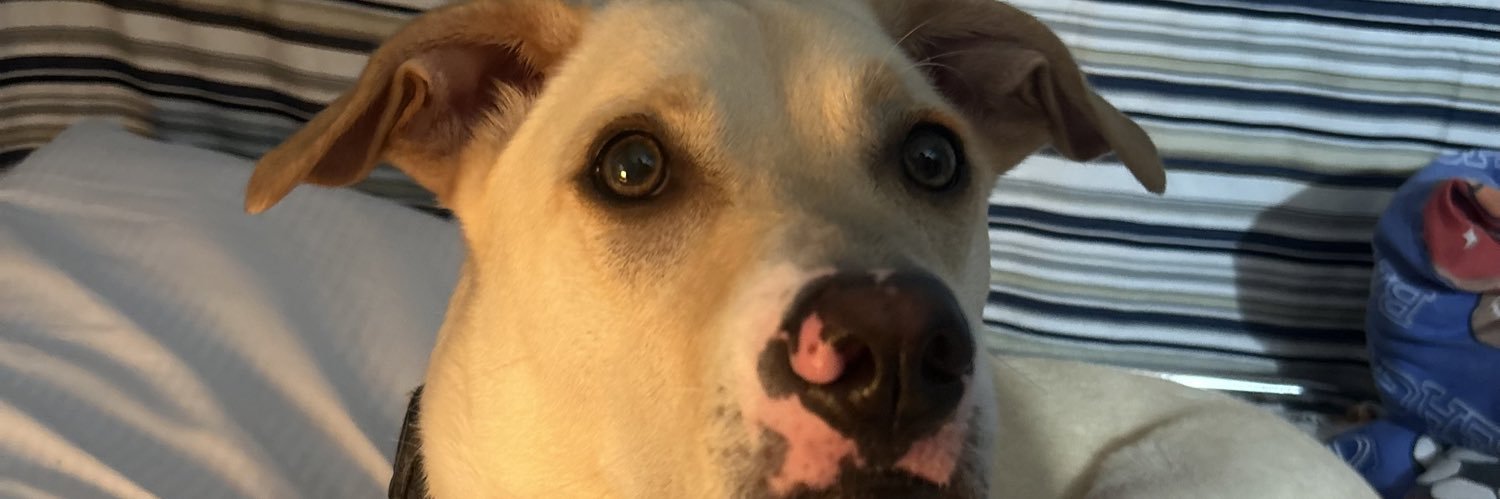 evelianys101's profile banner image