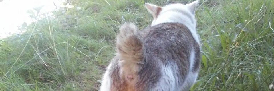 Тöрин Дубощитов banner