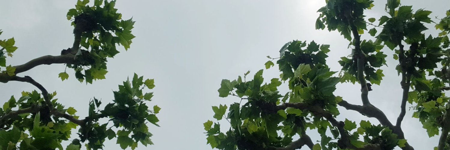 Mahamaksoud's profile banner image