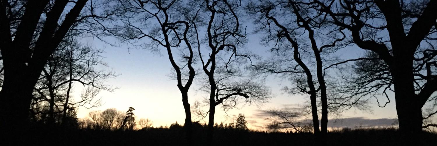 HanneSandvang's profile banner image
