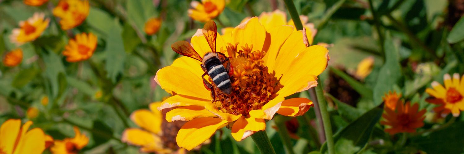 Pulpen_Hilang banner