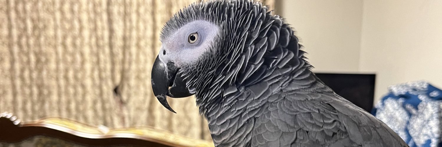 cavotaro's profile banner image