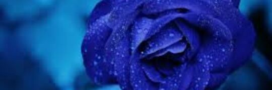 deedee_abd's profile banner image