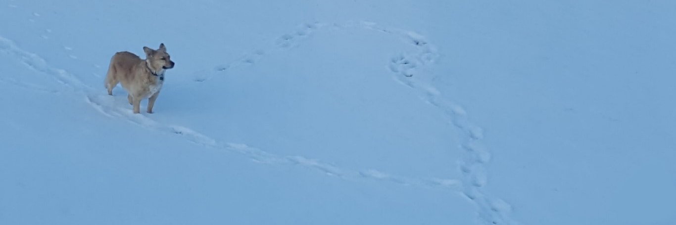 Ryan Mitchell's banner