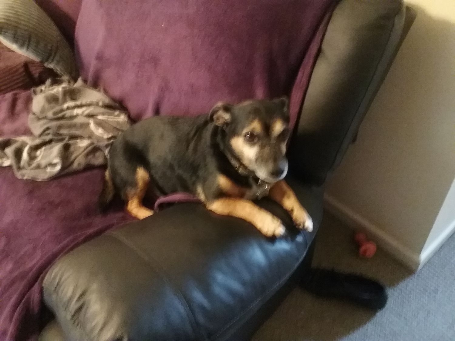 Alison Whitlock banner