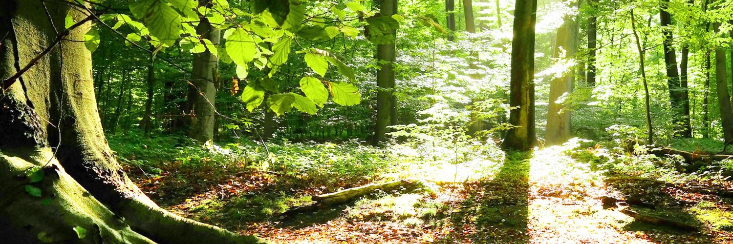 she5ah_12's profile banner image