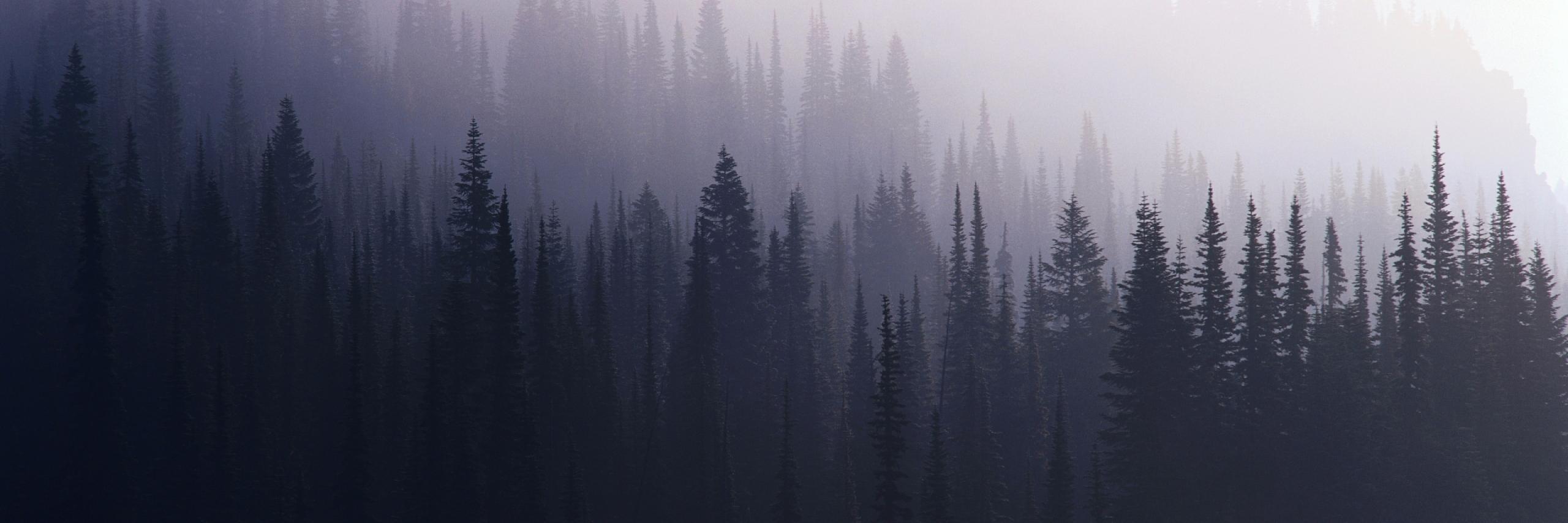 _RFier_'s profile banner image