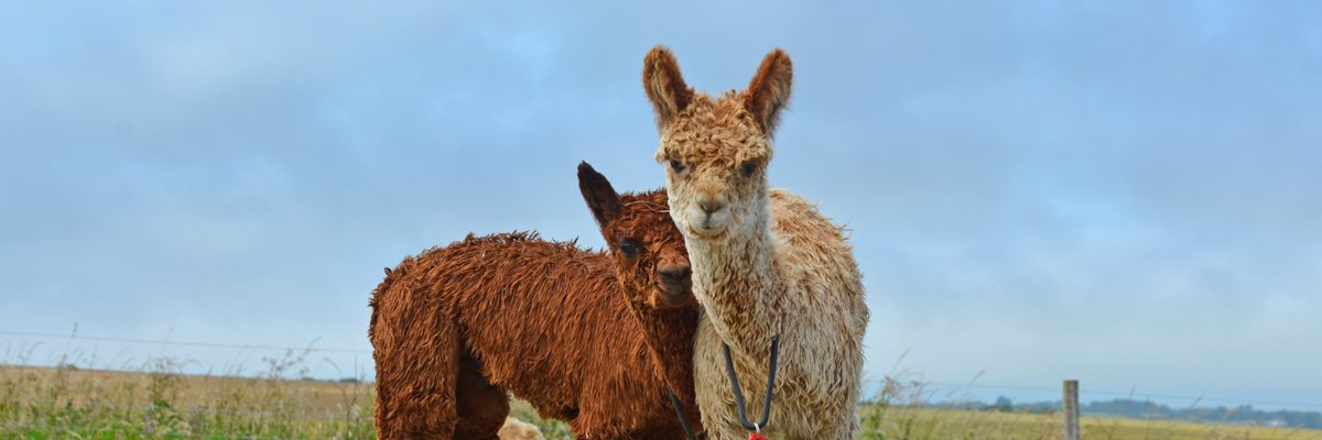 West Wight Alpacas banner