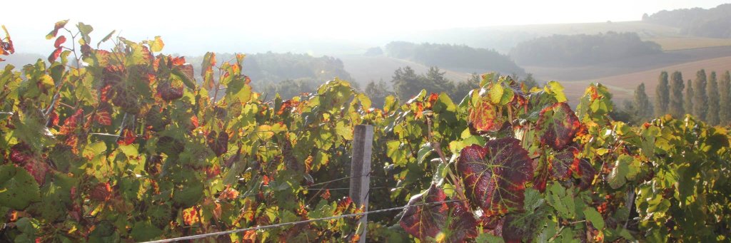 Moestue's profile banner image