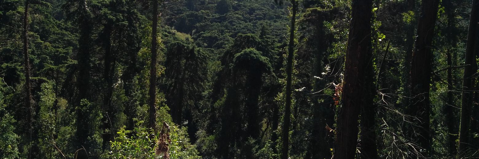 André Chêdas banner